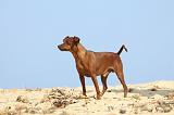 PINSCHER NAIN 011
